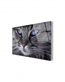 Kedi Cam Tablo 50x70 Cm