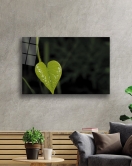 Yeşil Kalp Yaprak Green Heart Leaf