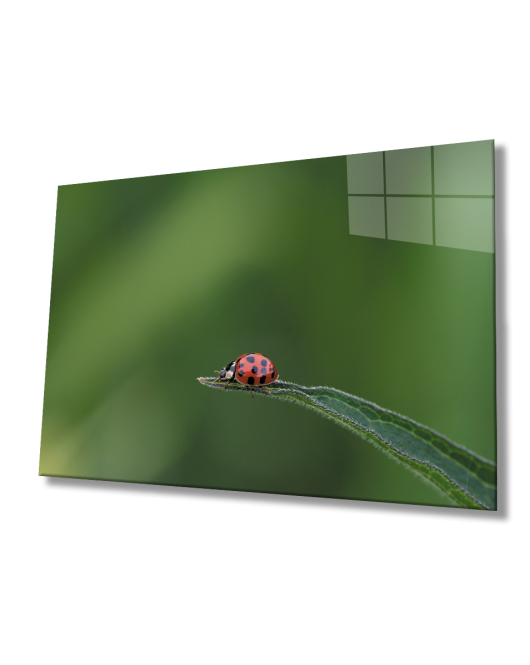 Uğur Böceği Yeşil Cam Tablo Ladybug Green