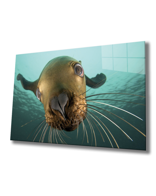 Denizaslanı Cam Tablo Underwater Sea Lion