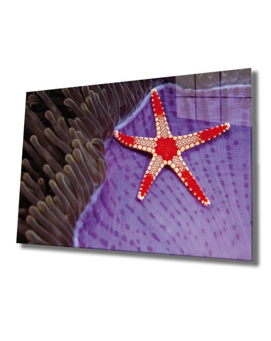 Deniz Yıldızı Cam Tablo Starfish