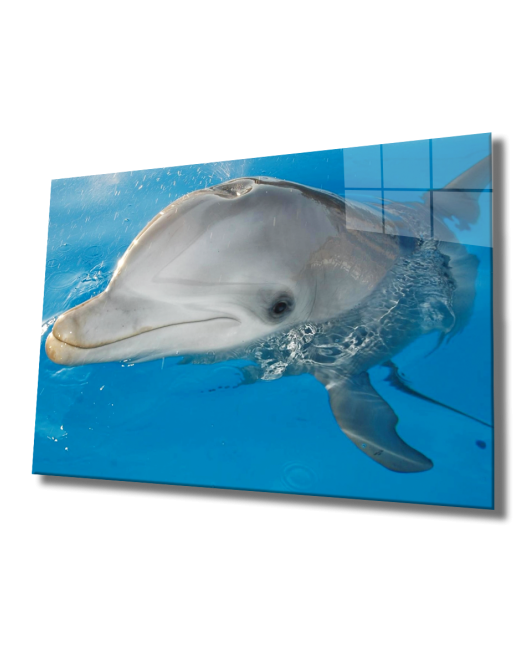 Yunus Balığı Cam Tablo Dolphin