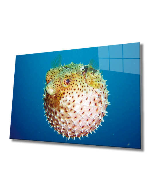 Fugu Balığı Cam Tablo Fugu