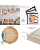 Çerçeveli Göz Anatomizi Tablosu - Göz Doktoru Hediyesi-8367