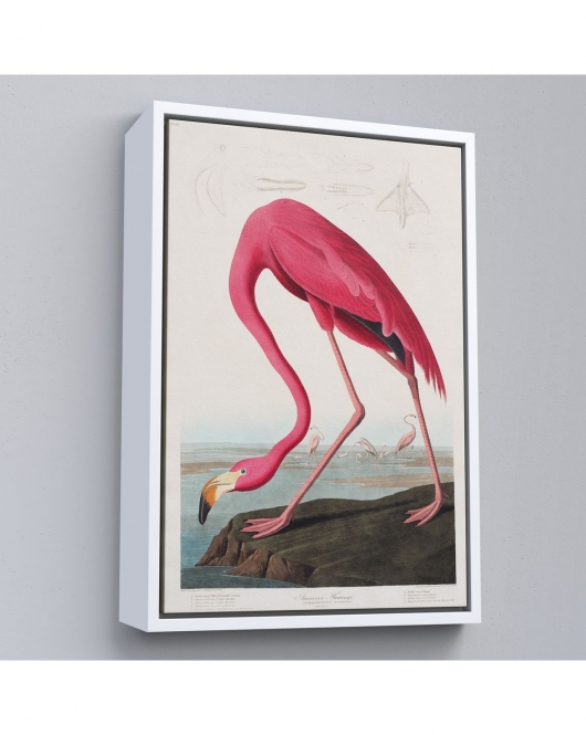 Çerçeveli John James Audubon - Amerikan Flamingo Tablosu-7301