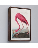 Çerçeveli John James Audubon - Amerikan Flamingo Tablosu-7301