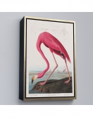 Çerçeveli John James Audubon - Amerikan Flamingo Tablosu-7301