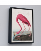 Çerçeveli John James Audubon - Amerikan Flamingo Tablosu-7301