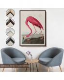 Çerçeveli John James Audubon - Amerikan Flamingo Tablosu-7301