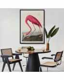 Çerçeveli John James Audubon - Amerikan Flamingo Tablosu-7301