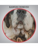 St. Bernard Köpek ve Yavru Kediler Dekoratif Kanvas Tablo 1124