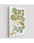 Nasturtium Çiçeği Kanvas Tablo-5206