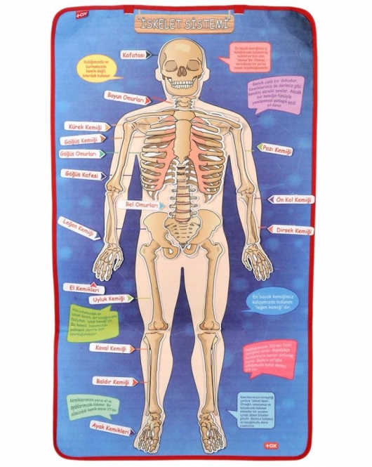 İskelet Sistemi Keçe Duvar Panosu , Eğitici Oyuncak