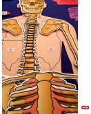 İskelet Sistemi Keçe Duvar Panosu , Eğitici Oyuncak