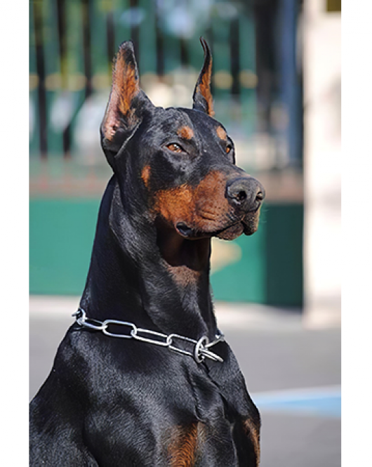 Kanvas Doberman Sayılarla Boyama Seti Kasnaklı