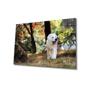 Köpek Cam Tablo
