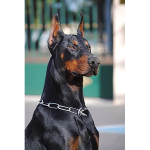  Doberman Sayılarla Boyama Seti Kasnaklı  40 x 50