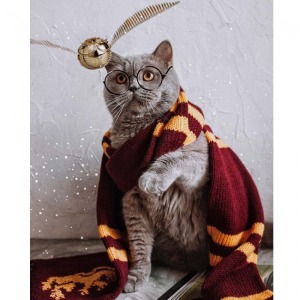  Atkılı Kedi Sayılarla Boyama Seti Kasnaklı  40 x 50